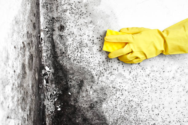 Best Real Estate Mold Inspection  in Johns Creek, GA
