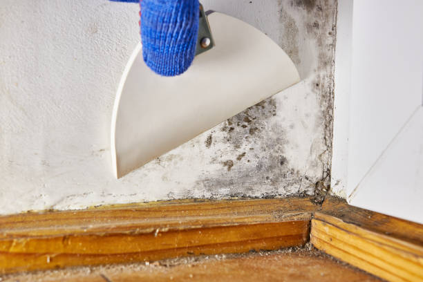 Best Mold Damage Restoration  in Johns Creek, GA